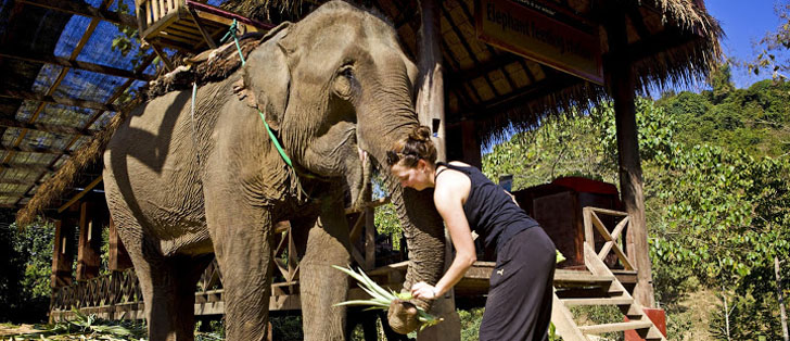 Elephant - Luang Prabang